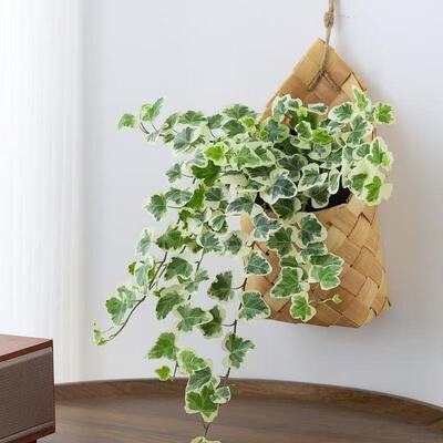 雪莹常春藤盆栽办公桌稀有盆景网红室内阳台绿植吊篮易养好养乔迁
