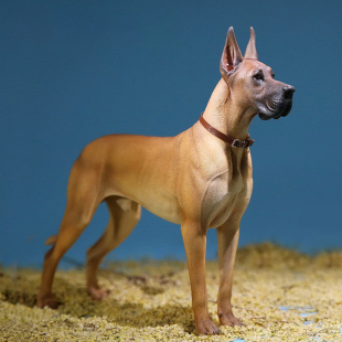 6德国大丹犬模型 兵人仿真狗潮玩动物周边树脂模玩手办 JXK