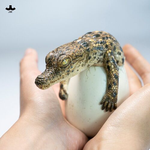 【限时15天75折预售】JXK破壳小鳄鱼 仿真动物潮玩手办桌面摆件