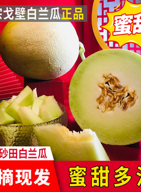 甘肃民勤银蒂白兰瓜网纹蜜瓜