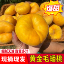 5斤 陕西黄毛蟠桃现摘现发稀有贵族露天油蟠桃纯甜无酸4.5
