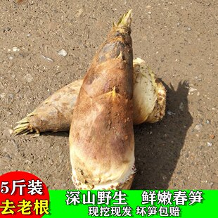 现挖春笋新鲜春笋鲜笋现挖现发春笋黄泥拱笋尖江西农家精品大春笋