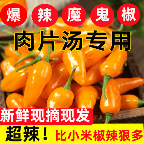 魔鬼椒新鲜福建魔鬼辣黄椒现摘辣椒超辣特辣福鼎肉片小吃辣椒水