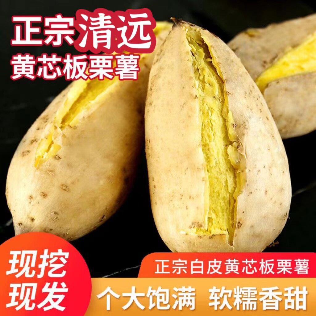 清远阳山现挖白皮奶香板栗红薯粉糯香甜黄心薯沙地板栗地瓜白蜜薯