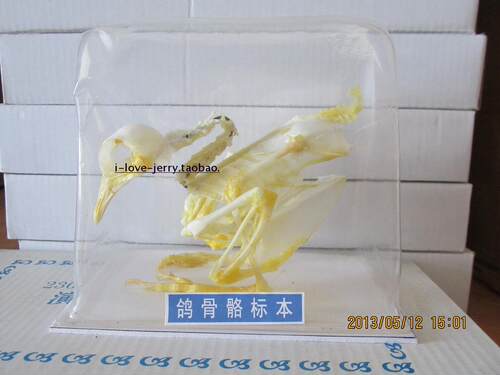 鸽骨骼标本 实物标本 生物教学标本 教学模型