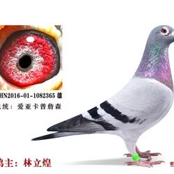 2021幼鸽子一对带足环证血统书种鸽活体成绩归巢鸽药詹森盖比包邮