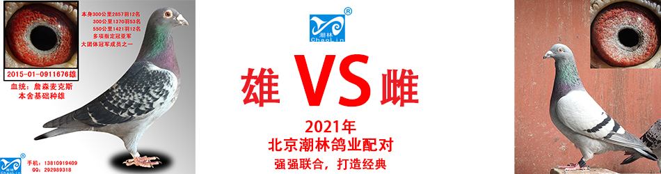 2021幼鸽子种鸽活体成绩归巢鸟詹森杨阿腾带足环证血统书一对包邮