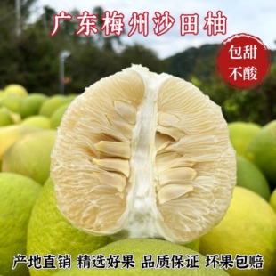包邮正宗梅州沙田柚纯甜白心金柚当季新鲜孕妇水果广东特产非容县
