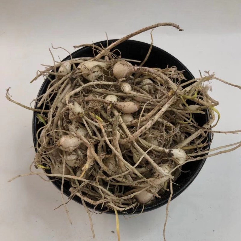 东北特产小根蒜新鲜山野菜500克