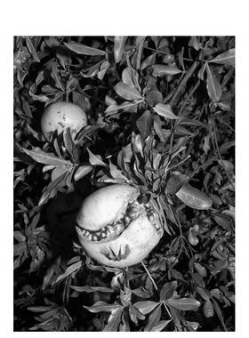 【预售】摄影集 Jacopo Benassi：博洛尼亚肖像 Jacopo Benassi: Bologna Portraits 原版英文艺术作品集肖像 善本图书