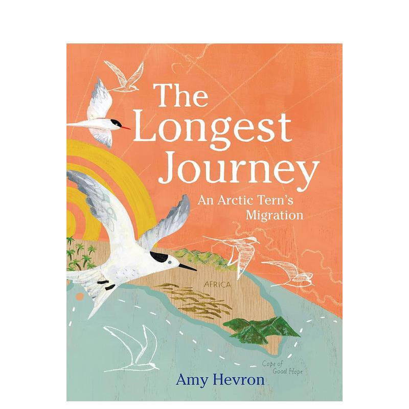 最漫长的旅程：北极燕鸥的迁徙