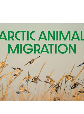 【预售】北极动物迁徙 Arctic Animal Migration 原版英文儿童绘本 善本图书