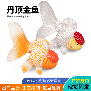 仿真丹顶金鱼模型儿童认知水泡金鱼望天龙朱文锦鱼鱼缸观赏鱼玩具