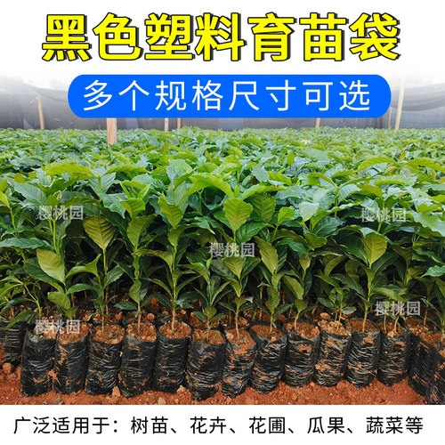 咖啡育苗袋茶树育苗袋桉树营养袋黑色加厚种植袋苗圃茉莉育苗袋子