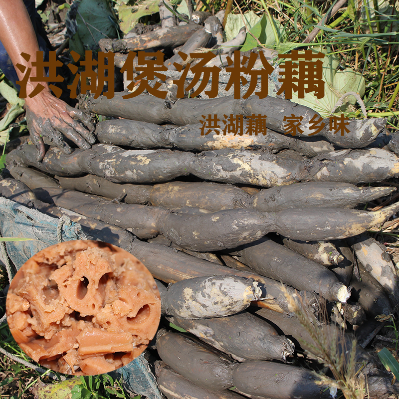 中间段粉藕现挖洪湖煲汤莲藕