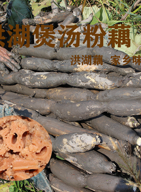 湖北洪湖莲藕湖藕煲汤粉藕糯米藕红藕正宗九孔藕10斤5斤3斤2斤1斤