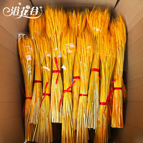 浴花谷黄金大麦穗干花整箱批发