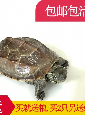中华草龟活物宠物龟观赏龟金线龟
