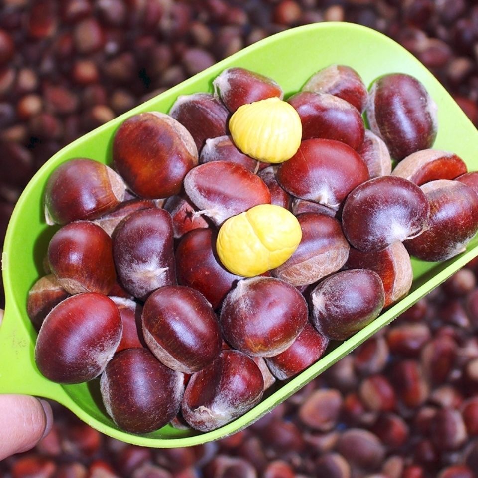 罗田板栗花壳白壳嫩板栗