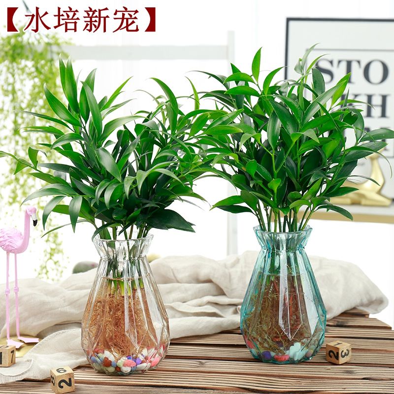 水培植物绿植富贵竹室内花卉办公室桌面客厅绿植花卉盆栽四季常青