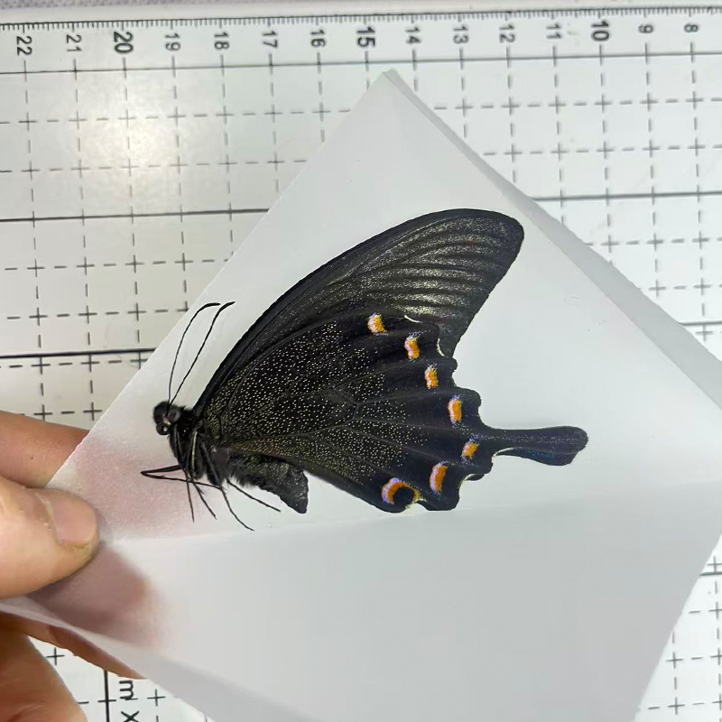 绿带翠凤蝶真蝴蝶标本原蝶未展翅透明盒压棉发货装框礼物diy研学