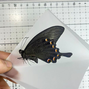 绿带翠凤蝶真蝴蝶标本原蝶未展翅透明盒压棉发货装框礼物diy研学