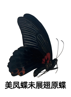 美凤蝶真蝴蝶原蝶未展翅标本