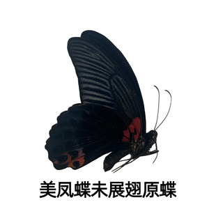 美凤蝶真蝴蝶原蝶未展翅标本制作学生diy研学手工材料A1/A-品质