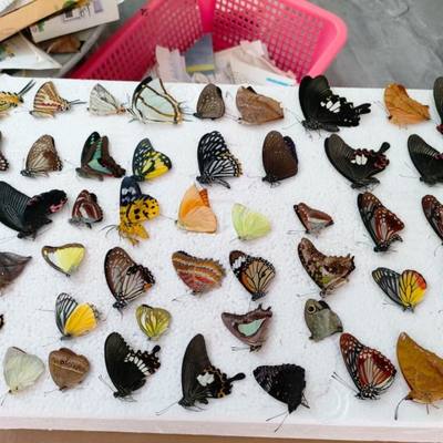 蝴蝶标本真蝴蝶未展翅