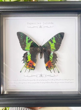 太阳娥月亮娥真蝴蝶标本原蝶装饰画摆件生日礼物高颜值家居装饰