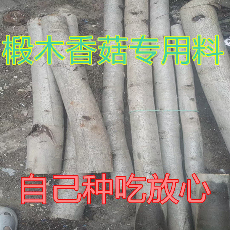 椴木菌材花菇木材木桩椴木蘑菇纯天然花菇木材农家自种椴木材原木