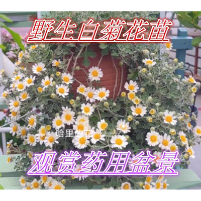 野生野菊花苗庭院阳台地栽盆栽