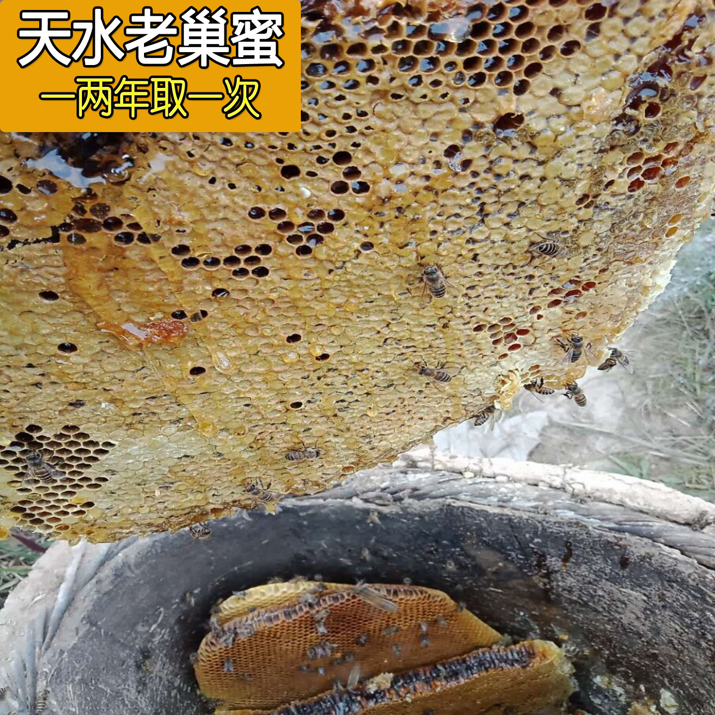 甘肃秦岭好蜜源地封盖成熟老巢蜜
