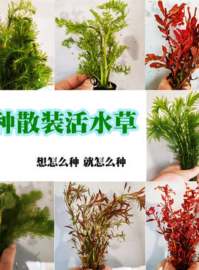 鱼缸造景无需二氧化碳水草