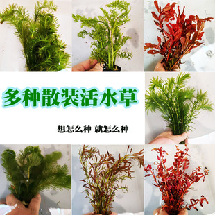 蜈蚣草绿菊活的真水草植物水芹观赏鱼缸造景懒人水草金鱼藻竹节草