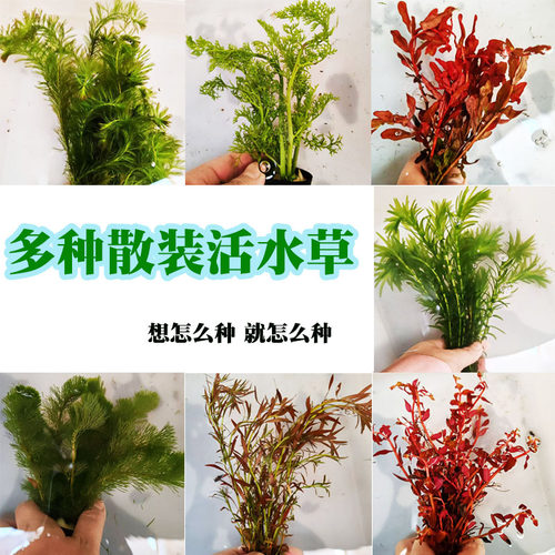 鱼缸造景无需二氧化碳水草