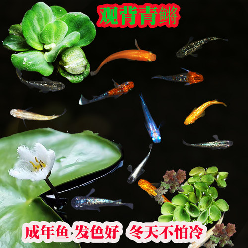 观背青鳉买就送浮萍送饲料