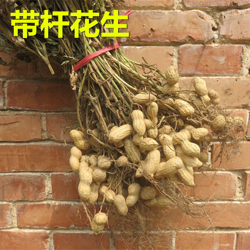花生秧农作物装饰花生秸秆农家乐丰收节挂件五谷丰登粮食活动道具