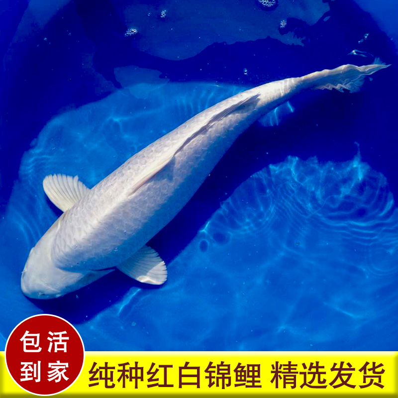 锦鲤活体银色冷水鱼俊斯水族锦鲤