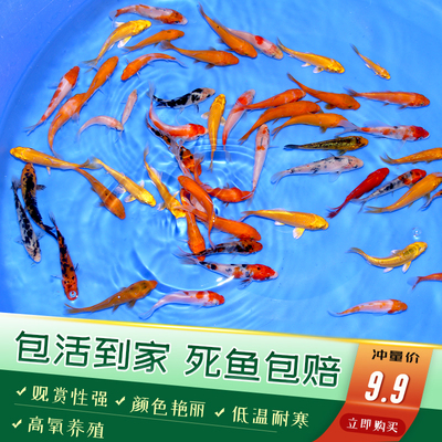 活体锦鲤鱼红白大正昭和黄金丹顶