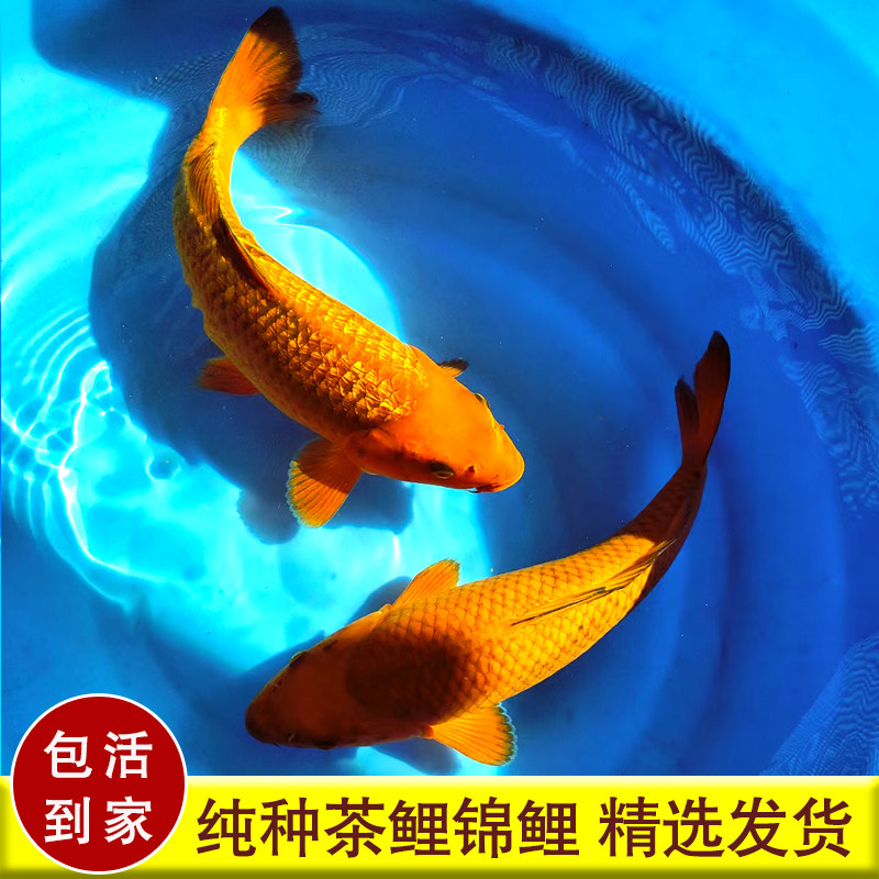 锦鲤鱼活鱼观赏鱼大型茶鲤锦鲤带头招财锦鲤冷水活体淡水好养耐活