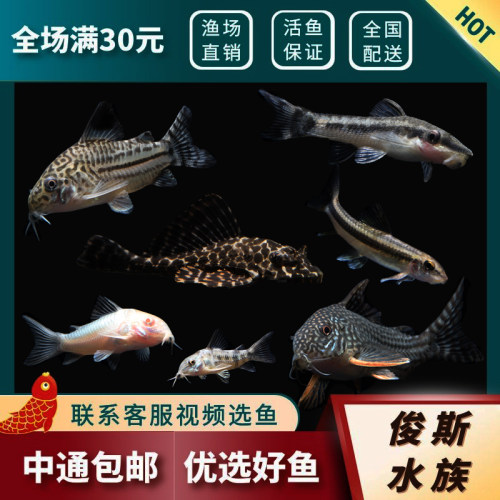 清道夫金苔鼠熊猫老鼠鱼热带观赏清洁除藻鱼黄金胡子大帆红眼女王 - 封面