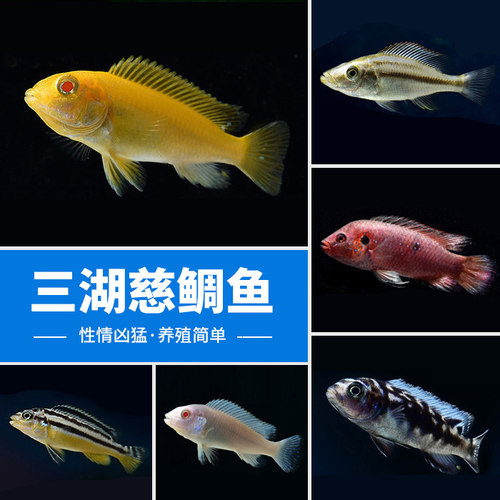 活体鲷鱼俊斯水族三湖慈鲷热带鱼
