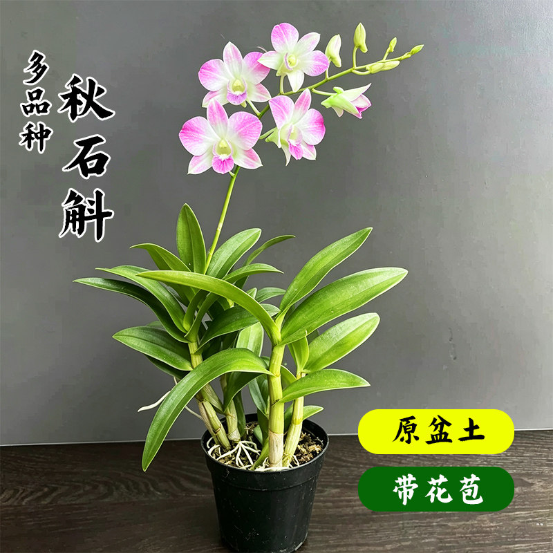 原盆多色香水石斛带苞易养室内盆图片