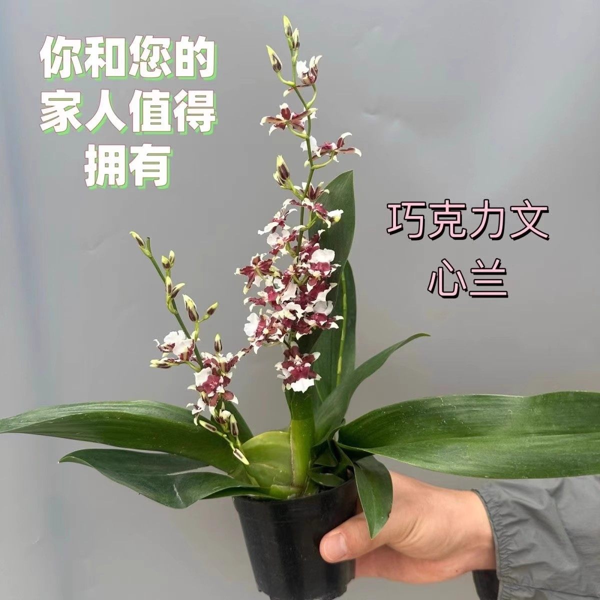 特香巧克力 文心兰 梦香 室内外绿植盆栽好养花卉