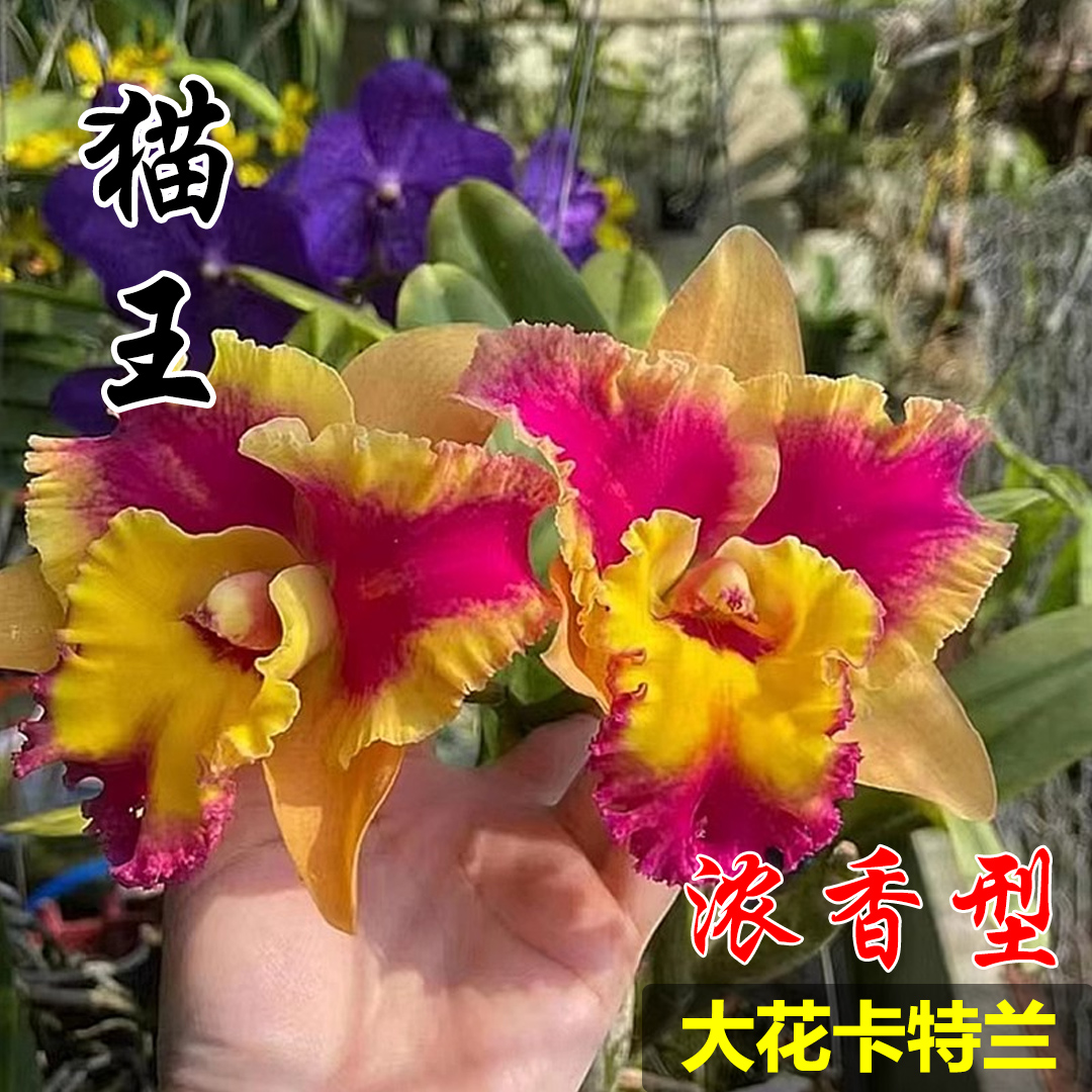 泰国进口大花卡特兰浓香洋兰花苗盆栽花卉办公室绿植网红不带花苞