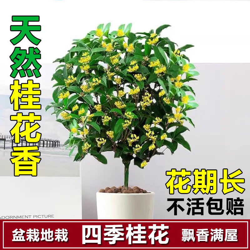 桂花树苗盆栽四季常青浓香型