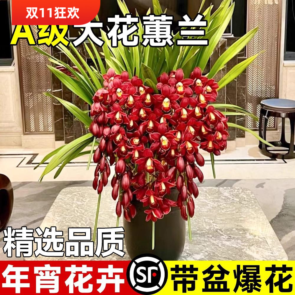 兰花苗带花苞盆栽年宵花