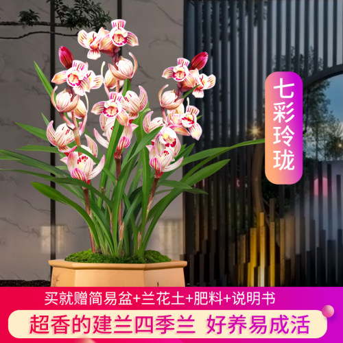 兰花苗建兰荷瓣七彩玲珑现带花苞