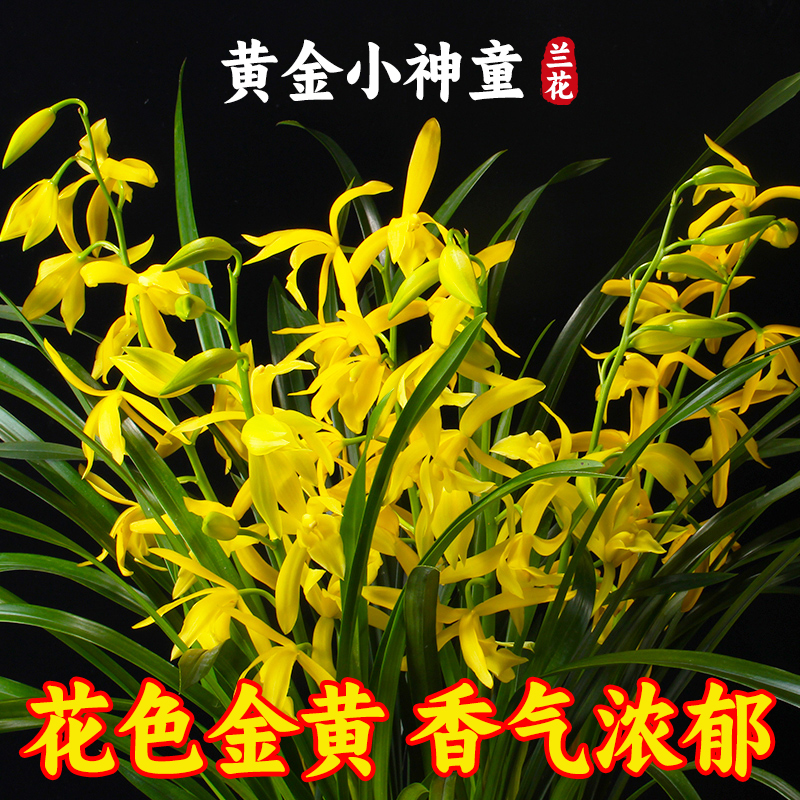 绿植盆栽浓香型兰花苗